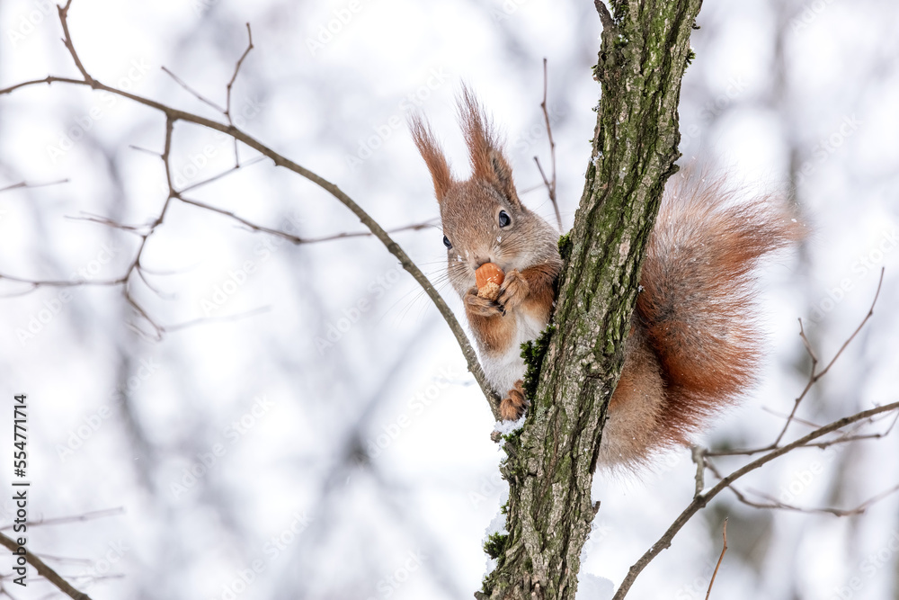 small red squirrel with nut sits on tree in the winter small red squirrel with nut sits on tree in the winter