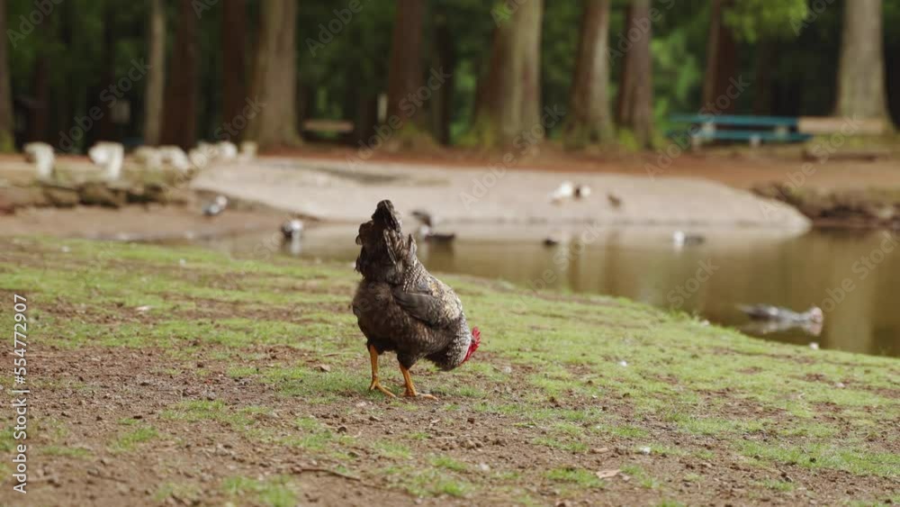 a bird rooster is standing on the grass near a pond and trees in Azores a bird rooster is standing on the grass near a pond and trees in Azores