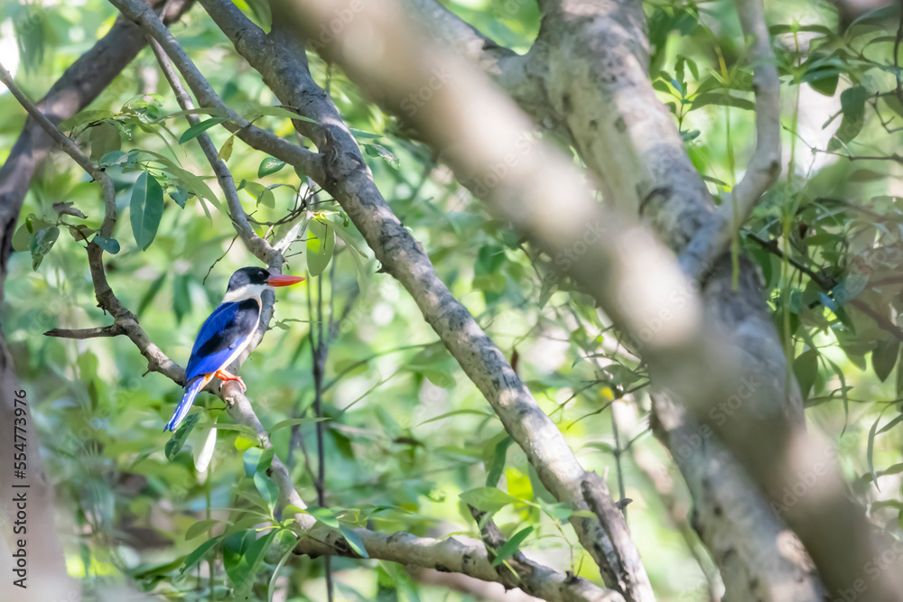 The Black-capped Kingfisher on a branch in nature The Black-capped Kingfisher on a branch in nature