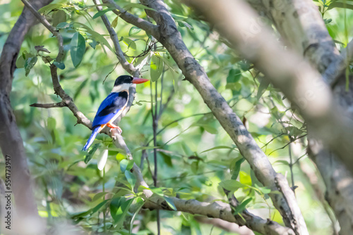 The Black-capped Kingfisher on a branch in nature