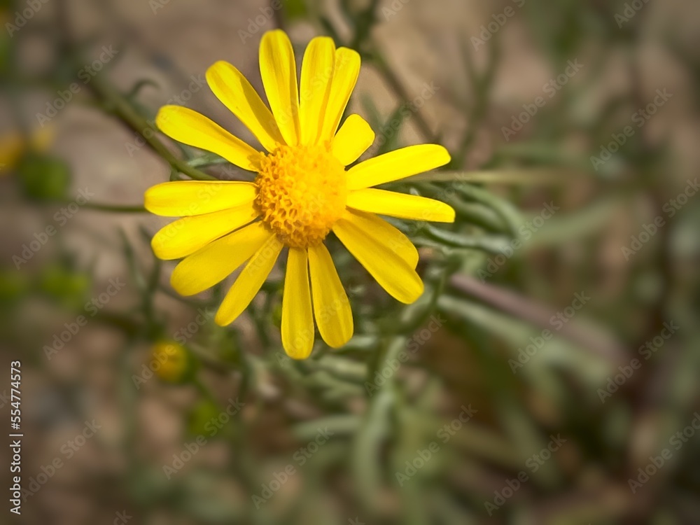 yellow flower in the garden in Kuwait yellow flower in the garden in Kuwait