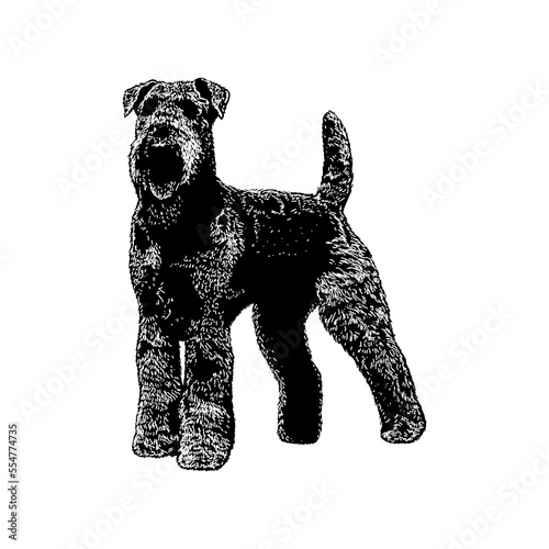 Airedale Terrier hand drawing vector illustration isolated on background.