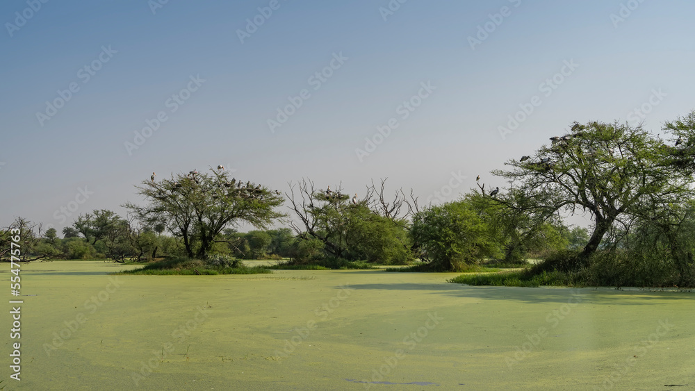 The surface of the water in the swampy area is completely covered with green duckweed. Sprawling trees grow on small islands. Birds are sitting on the branches. Blue sky. India Keoladeo Bird Sanctuary