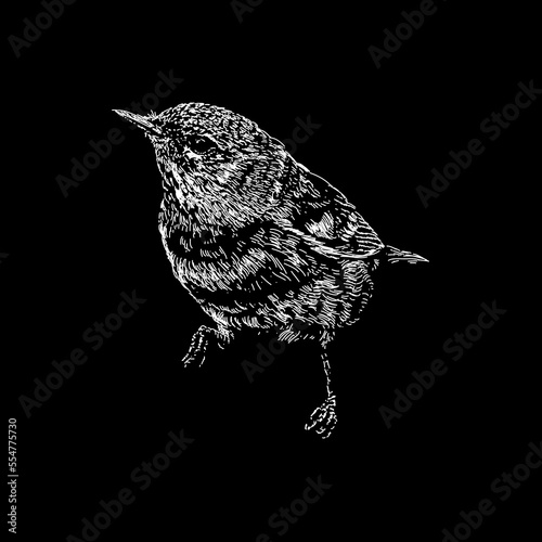 Northern Parula hand drawing vector isolated on black background.