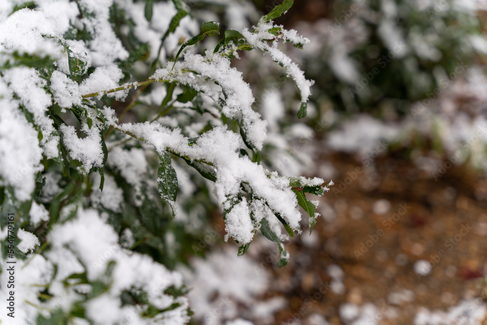 雪が載っている木の葉っぱ