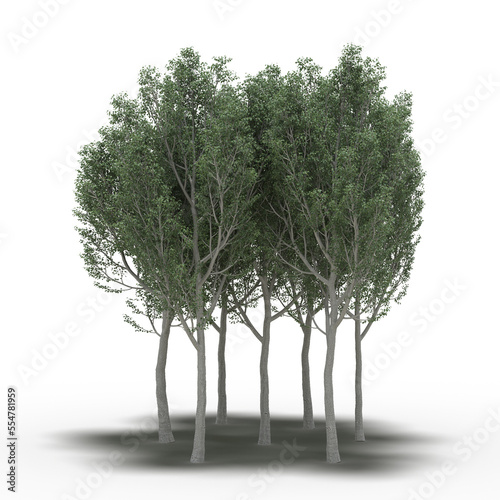 group of trees with a shadow under it  isolated on white background  3D illustration  cg render
