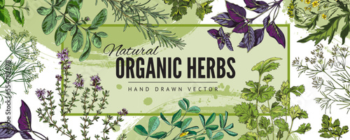 Organic culinary herbs hand drawn colorful banner sketch vector illustration.