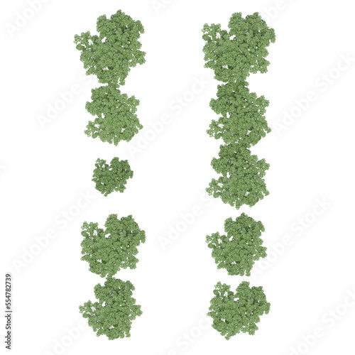 group of trees, top view, isolated on white background, 3D illustration, cg render 