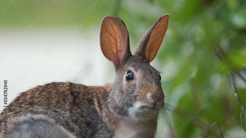 Grey small hare cleaning itself before eating grass on summer field. Wild rabbit in nature Grey small hare cleaning itself before eating grass on summer field. Wild rabbit in nature