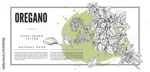 Oregano natural herb horizontal card frame design vector illustration isolated.