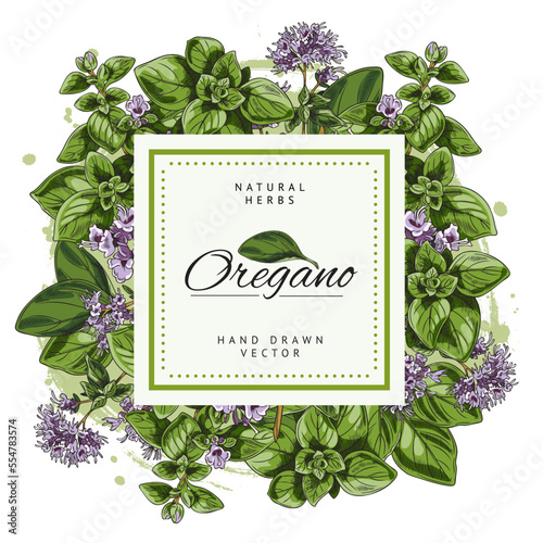 Oregano food seasoning herb square badge or label sketch vector illustration.