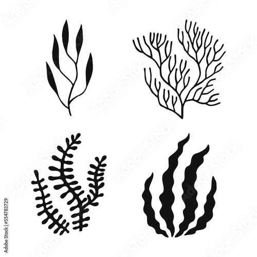 Set of seaweed. Marine plants are isolated. Hand drawn illustration converted to vector.