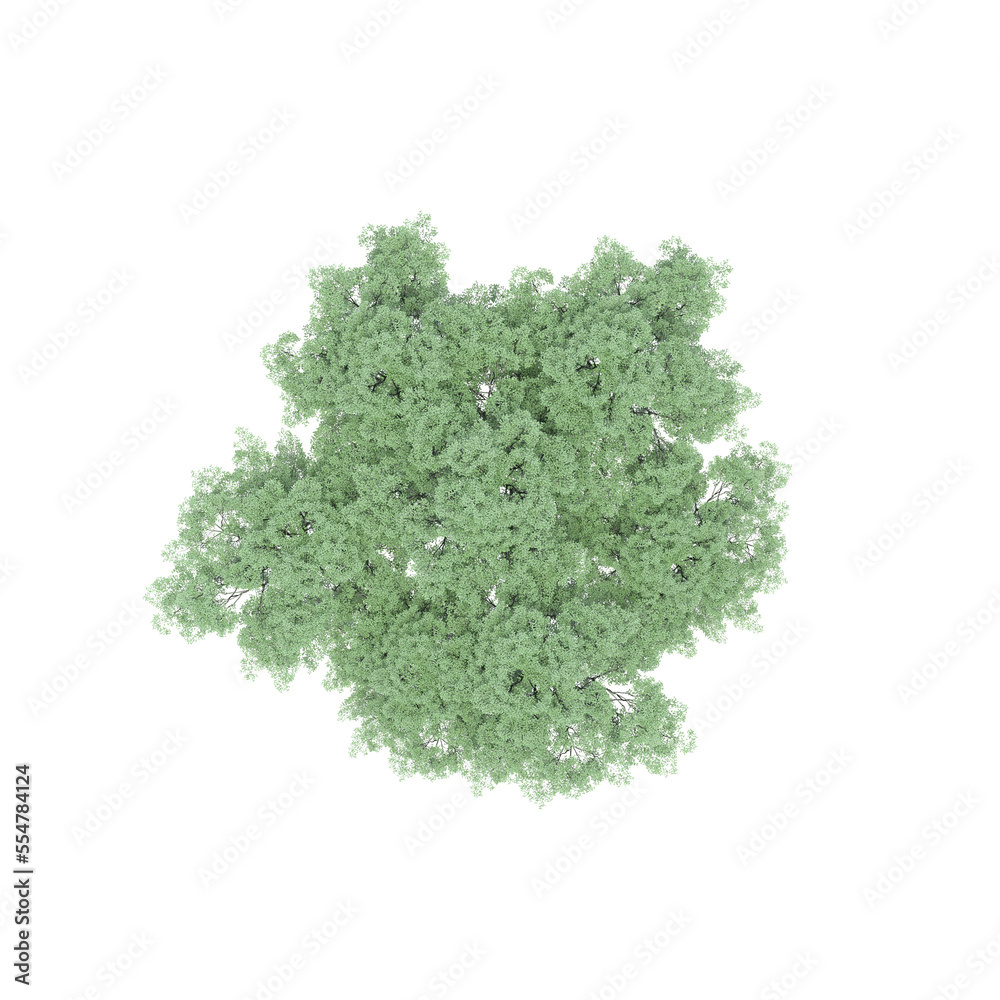 Obraz premium group of trees, top view, isolate on a transparent background, 3d illustration 