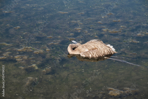 Dead flamingo. Dead young flamingo.