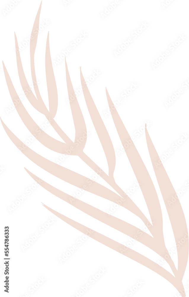 Slender compound leaves illustration