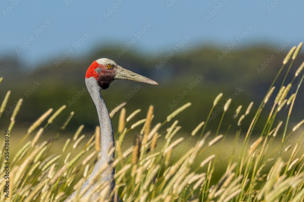 Fototapeta premium Brolga Crane in Victoria Australia