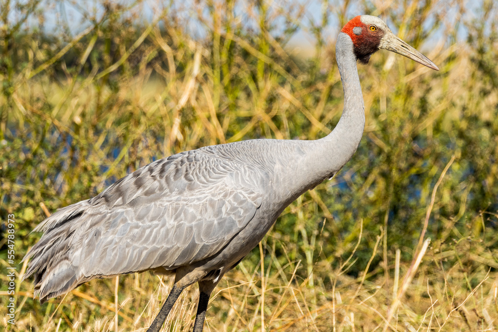 Fototapeta premium Brolga Crane in Victoria Australia