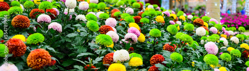 Panorama of Pompon Dahlias Flowers in The Garden