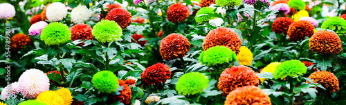 Panorama of Pompon Dahlias Flowers in The Garden