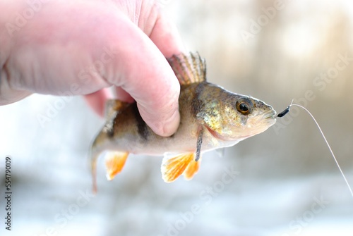 Fototapeta Naklejka Na Ścianę i Meble -  Winter fishing with ice fishing for perch
