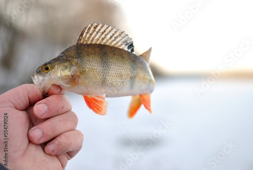 Winter fishing with ice fishing for perch 