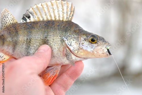 Winter fishing with ice fishing for perch 