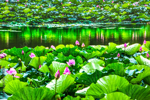 Lotus Garden Reflection Summer Palace Beijing, China