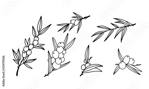 Set of sea buckthorn berries isolated on white background.