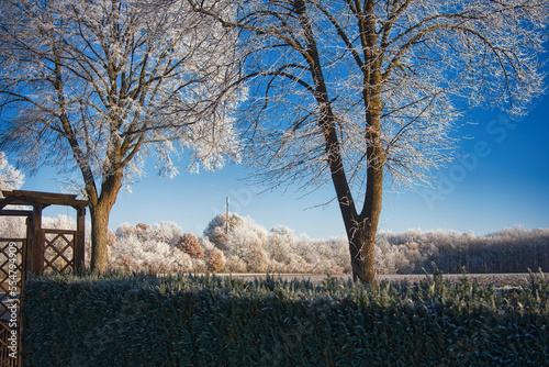 Wallpaper Mural ## winter landscape 02 - beautiful winter landscape showing brown field road and trees with white snow branches with blue cloudless sky and forest at the background greem bushes as fence in foreground Torontodigital.ca