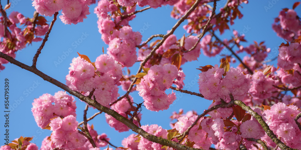sakura blossom in morning light. celebrating hanami sakura blossom in morning light. celebrating hanami