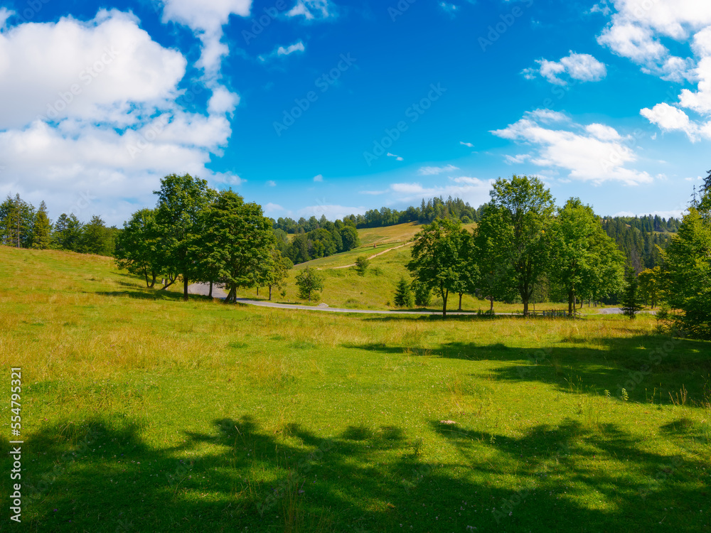 Obraz premium forested mountains on a summer day. tree along the road. clouds above the hills. explore carpathian countryside