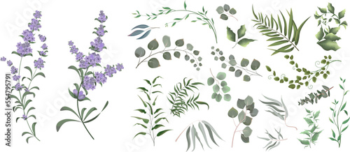 Fototapeta Naklejka Na Ścianę i Meble -  A large collection of herbs and plants. Green plants on a white background. Lavender flowers, eucalyptus and other leaves 