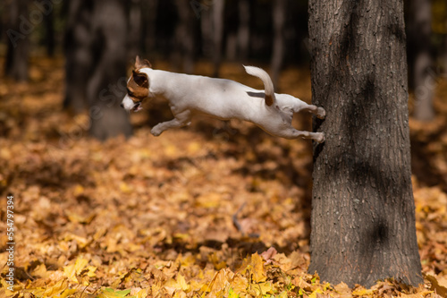 Jack Russell Terrier dog jumps from a tree in an autumn park.
