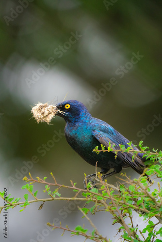 A Cape Glossy Starling collecting nesting material with a blurred background, Kruger National Park