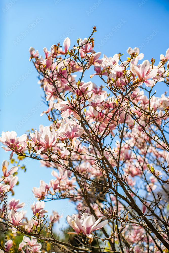 Magnolia bloomed against the sky. beautiful flowers pink flowers magnolia background. The beginning of spring. spring vertical wallpaper. Magnolia bloomed against the sky. beautiful flowers pink flowers magnolia background. The beginning of spring. spring vertical wallpaper.