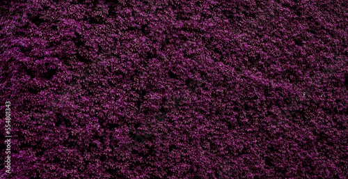 Beautiful green leave wall.