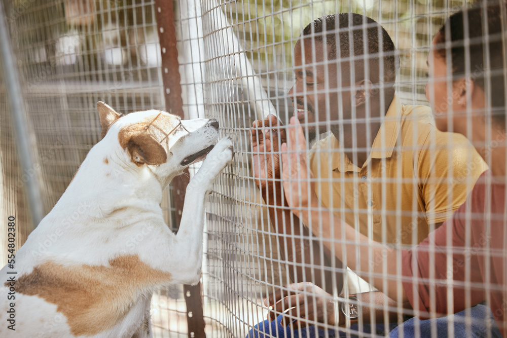 Animal Shelter Surrender Pitbull Near Me Animal Rescue