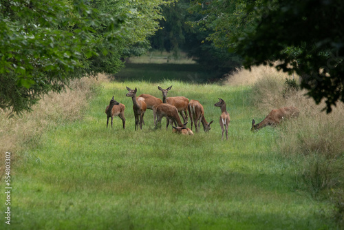Rehe stehen auf einer Lichtung und äsen im frischen Gras
