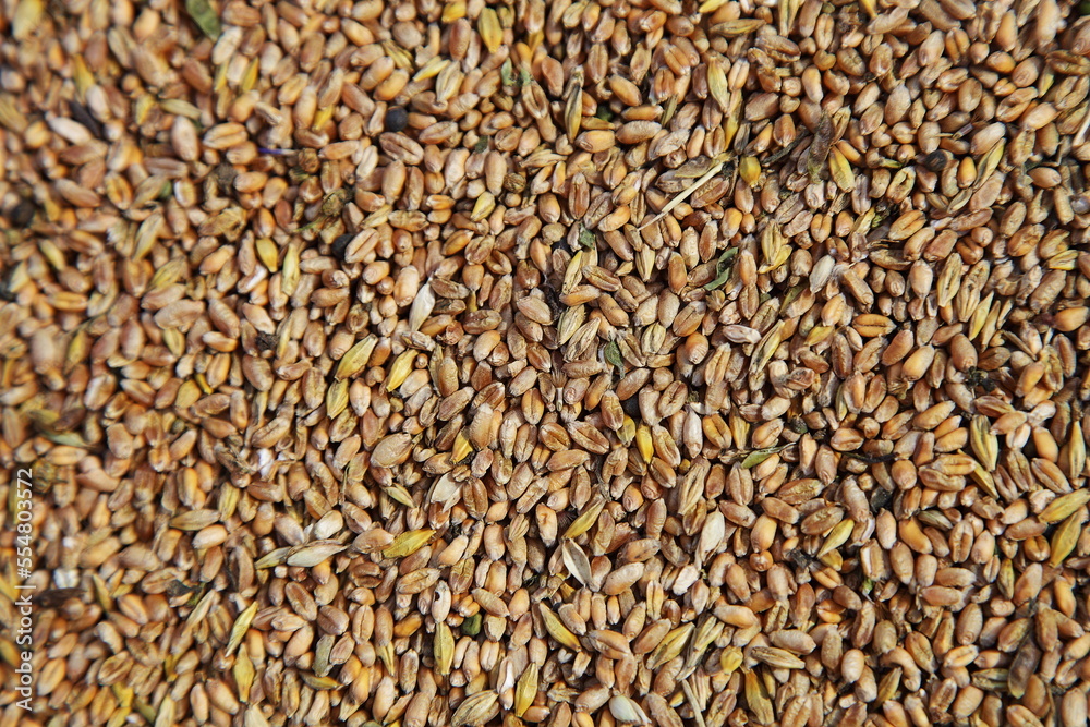Golden background of grain crops. Wheat, barley in one mass. Golden background of grain crops. Wheat, barley in one mass.
