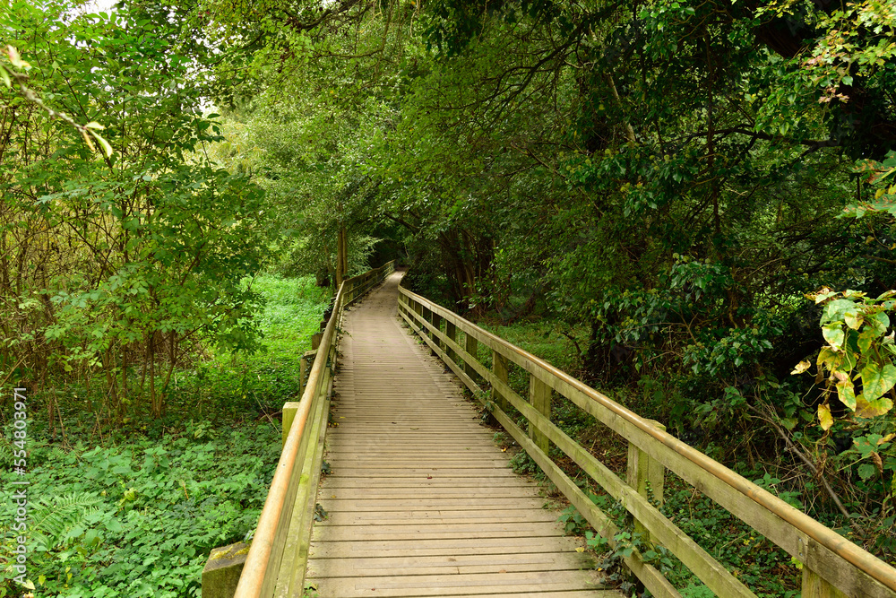 A peaceful wooden walkway fading into the forest