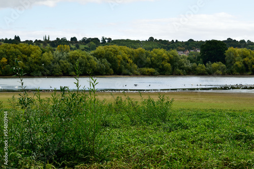 Water birds on a cold winter lake