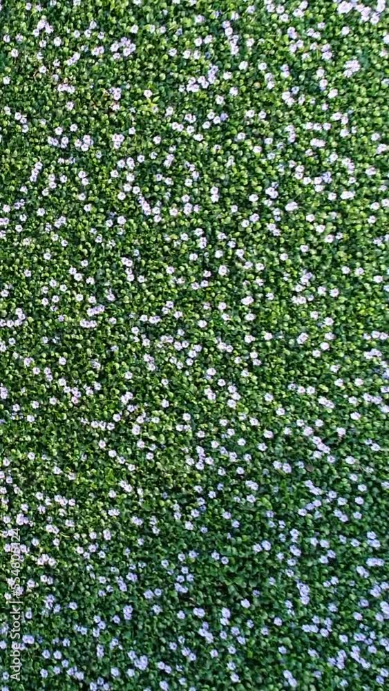 Vertical video of Aerial shot of water hyacinths growing over stagnant water along road Vertical video of Aerial shot of water hyacinths growing over stagnant water along road