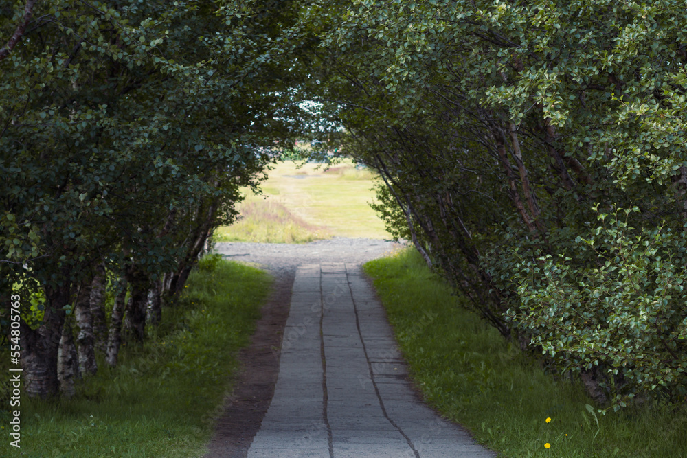 Birch tunnel with road in park landscape photo. Beautiful nature scenery photography with green field on background. Idyllic scene. High quality picture for wallpaper, travel blog, magazine, article