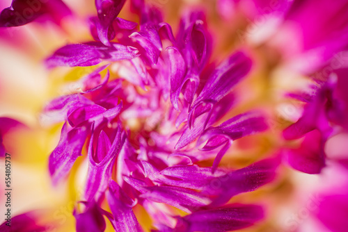 Colorful dahlia flower closeup  nature background