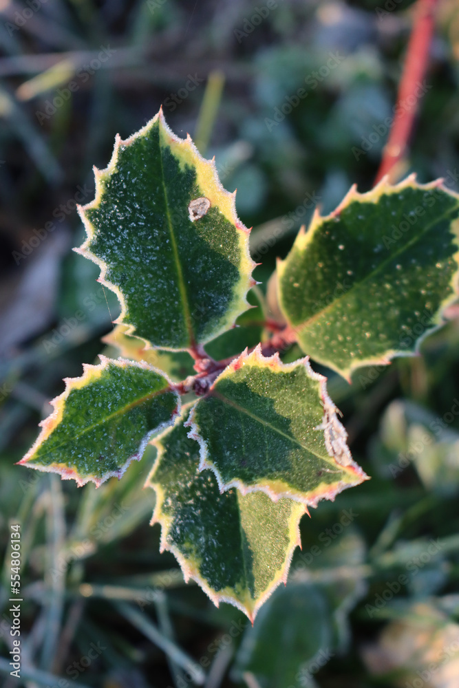 Close-up of Ilex aquifolium. Holly bush with green and yellow leaves covered with frost on winter Close-up of Ilex aquifolium. Holly bush with green and yellow leaves covered with frost on winter