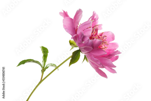 Fototapeta Naklejka Na Ścianę i Meble -  Beautiful pink  peony flower  isolated on white background.