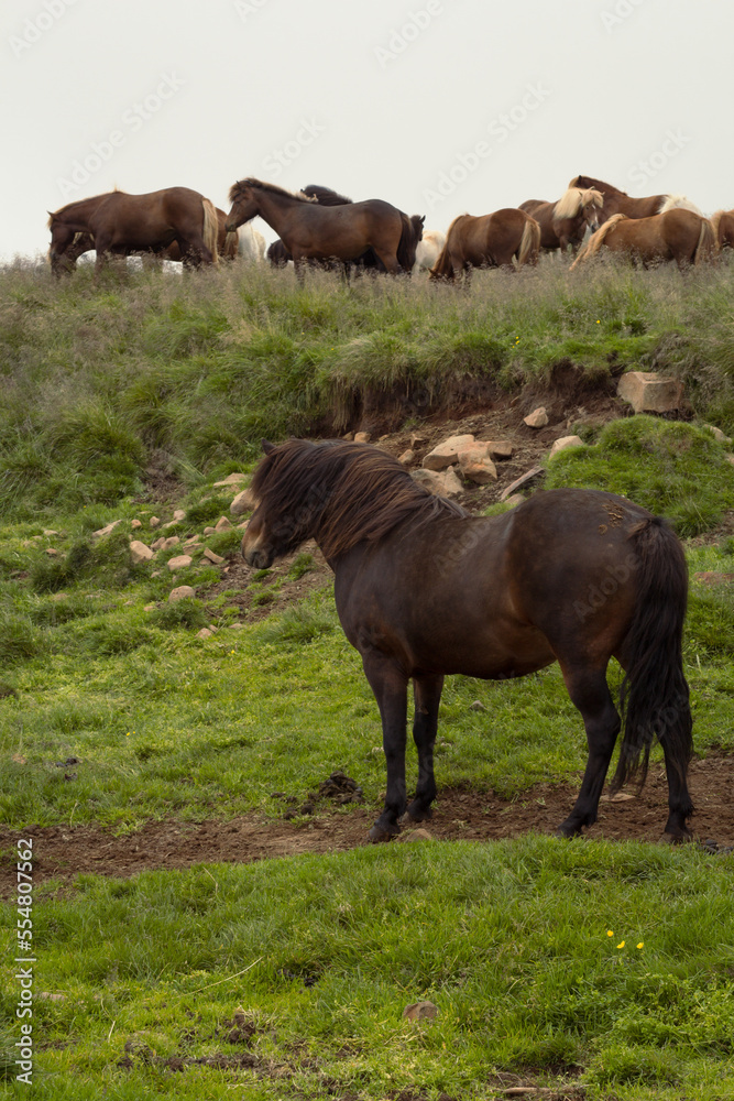 Horses herd on pasture landscape photo. Beautiful nature scenery photography with heavy mist on background. Idyllic scene. High quality picture for wallpaper, travel blog, magazine, article