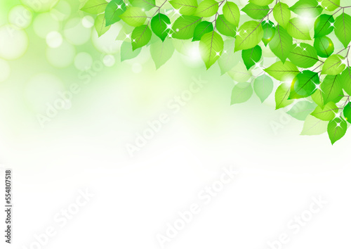 Cadre d'angle de feuille verte fraîche fourmi transparente