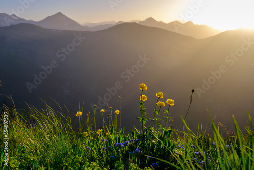 Austria, Salzburg, Bad Gastein, Stubnerkogel mountain at sunset with globeflowers (Trollius europaeus) blooming in foreground photo