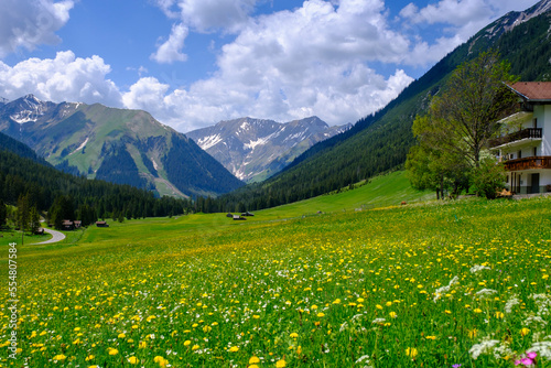 Austria, Tyrol, Namlos, Alpine meadow in summer
